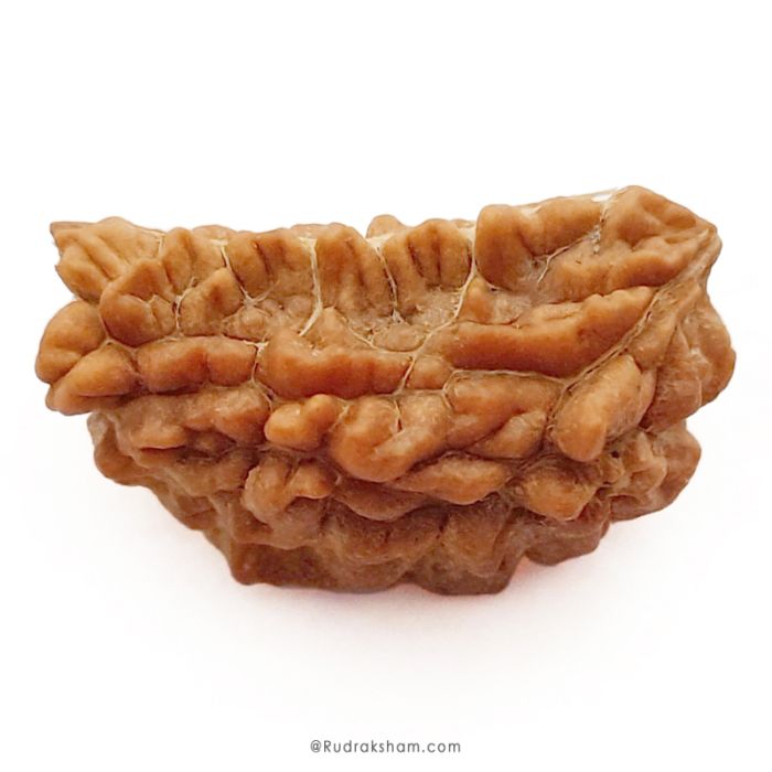 Skip to the end of the images gallery Skip to the beginning of the images gallery 1 Mukhi Rudraksha Bead | Ek Mukhi Rudraksha Indian Origin One Mukhi Rudraksha Bead Kaju Dana Rudraksha | High Quality